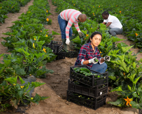 https://www.nccommerce.com/documents/native-american-sustainable-agriculture-food-systems-apprenticeship-spotlight-local